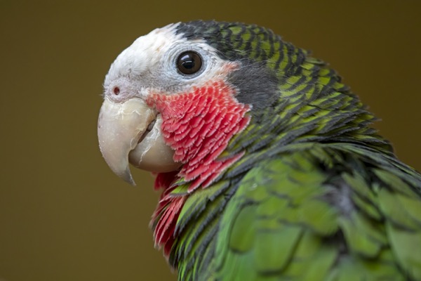 Amazonの鳥画像